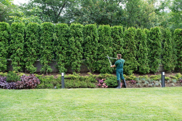 How Our Tree Care Process Works  in  Bunker Hill Village, TX